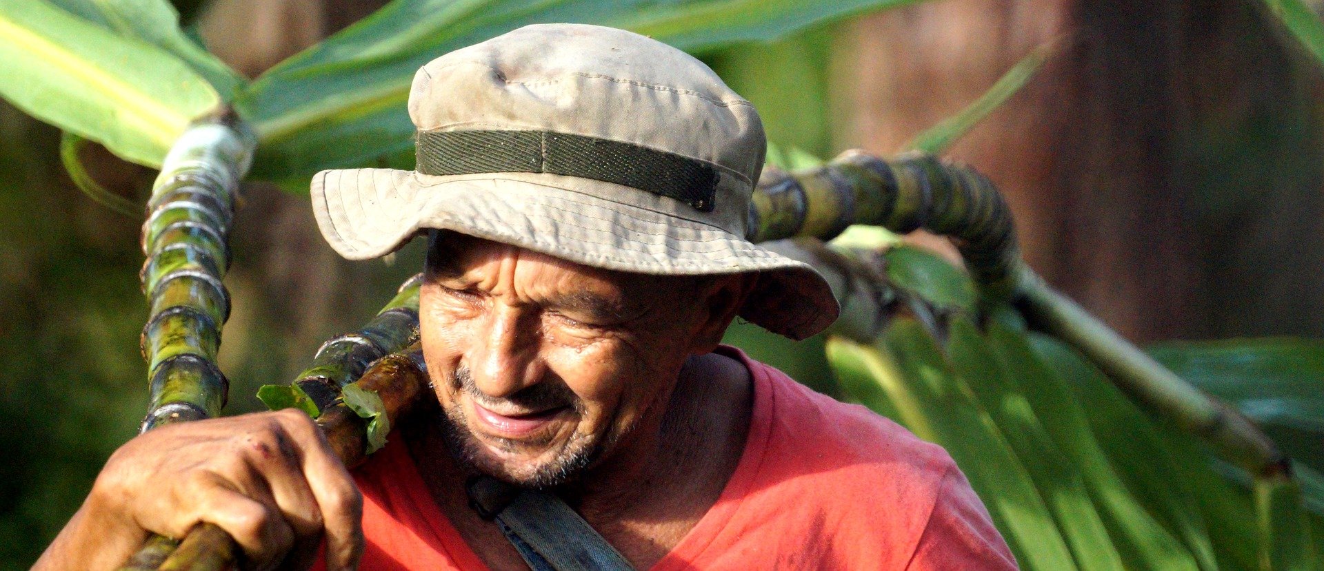 Hombre campesino cargando en el hombro caña de azúcar